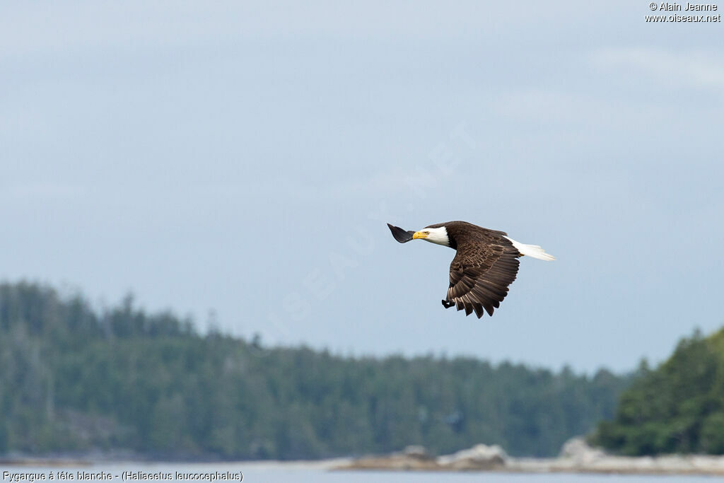 Bald Eagle