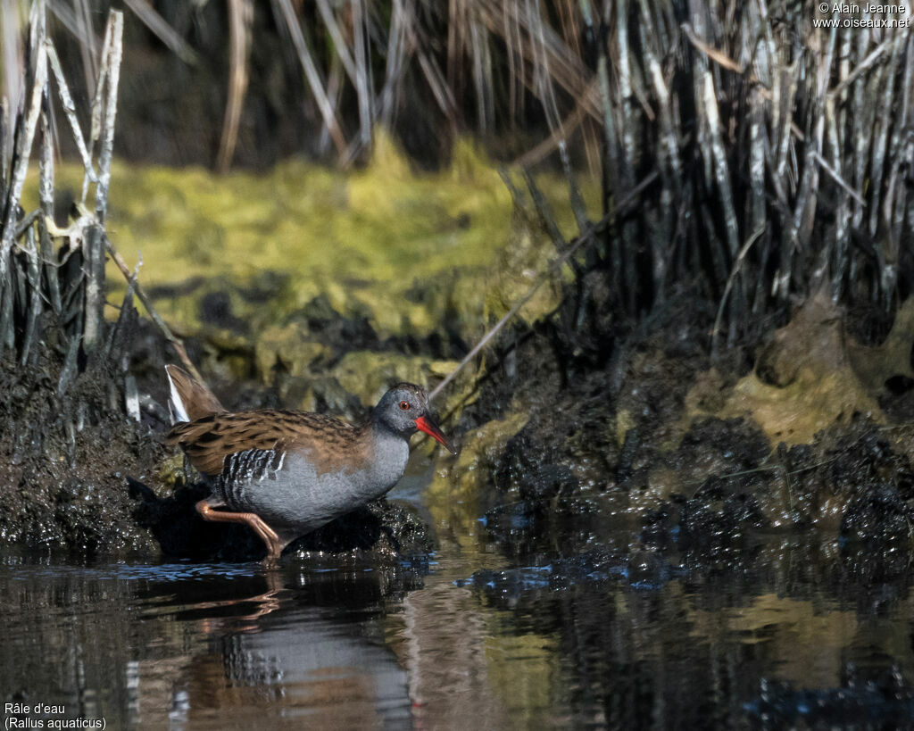 Water Rail