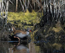 Water Rail