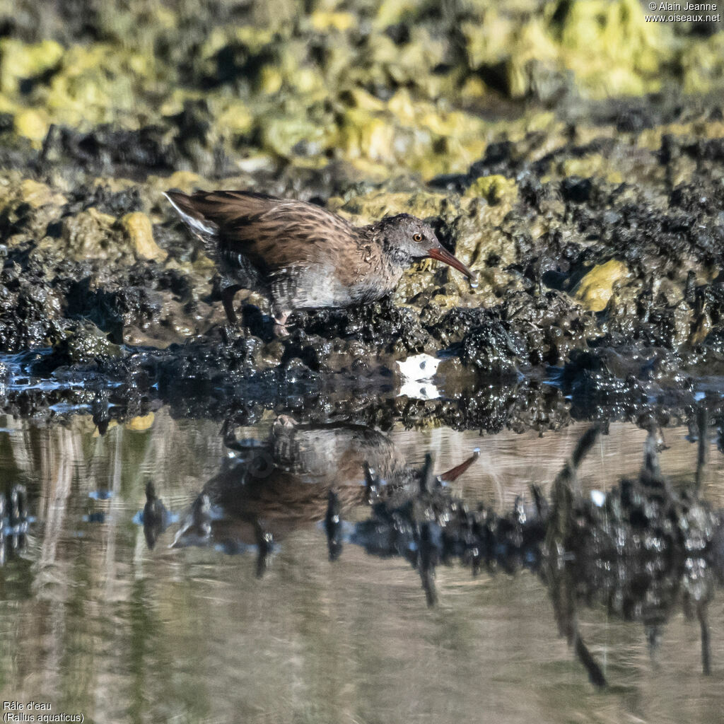 Water Railjuvenile, eats