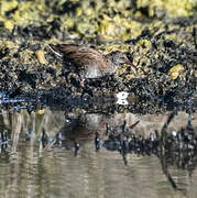 Water Rail