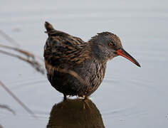 Water Rail