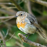 European Robin