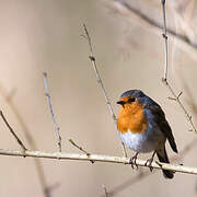 European Robin