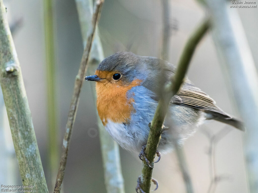 European Robinadult, close-up portrait