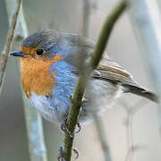 European Robin