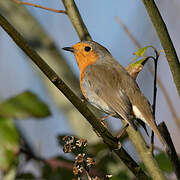 European Robin