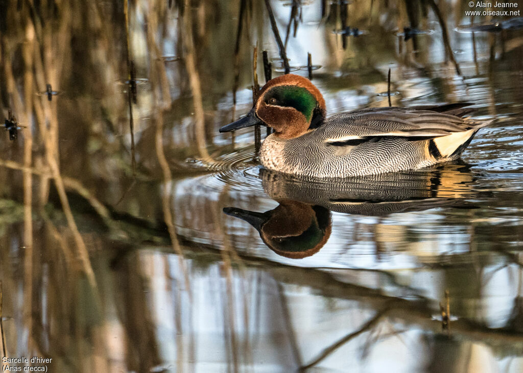 Eurasian Teal, close-up portrait