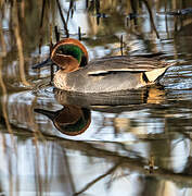 Eurasian Teal