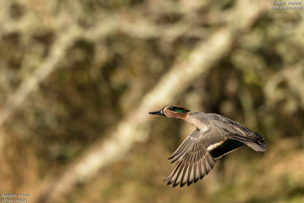 Eurasian Tealadult, Flight