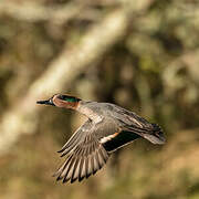 Eurasian Teal