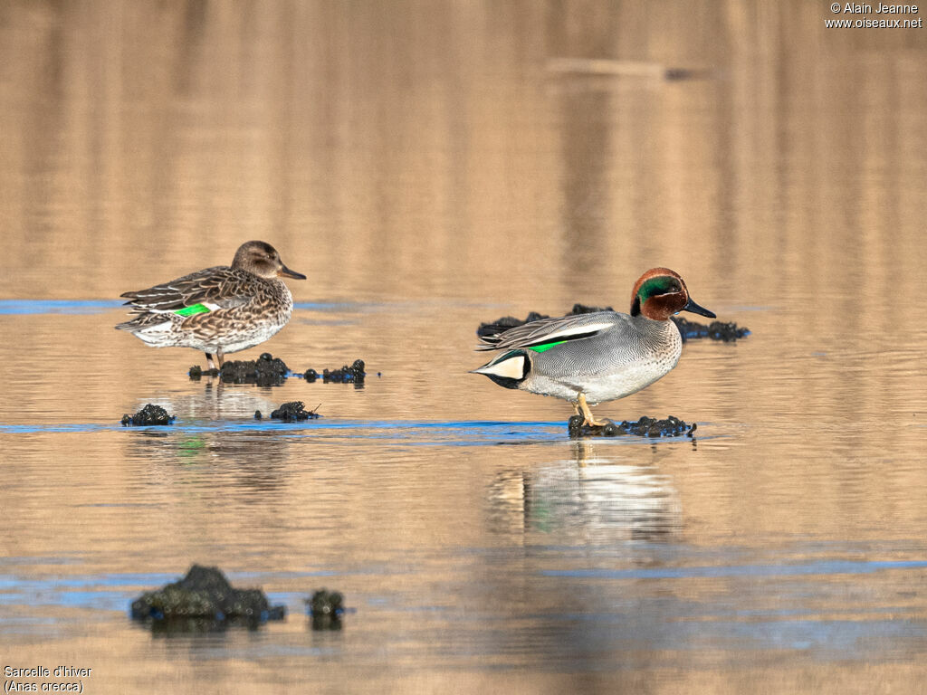 Eurasian Tealadult