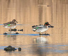 Eurasian Teal