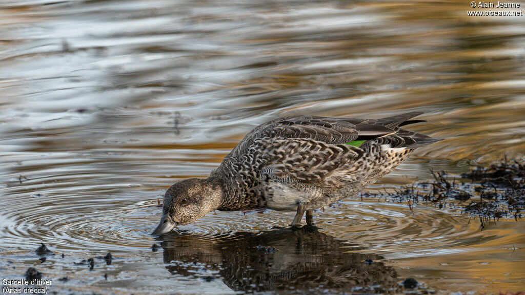 Eurasian Teal female, eats