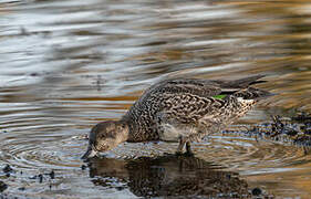 Eurasian Teal