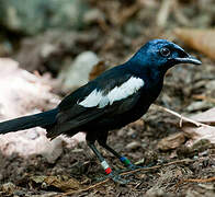 Seychelles Magpie-Robin