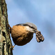 Eurasian Nuthatch