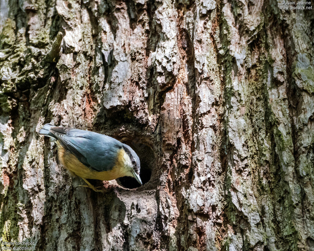 Eurasian Nuthatchadult, Reproduction-nesting