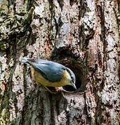 Eurasian Nuthatch