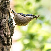 Eurasian Nuthatch