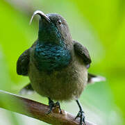 Seychelles Sunbird