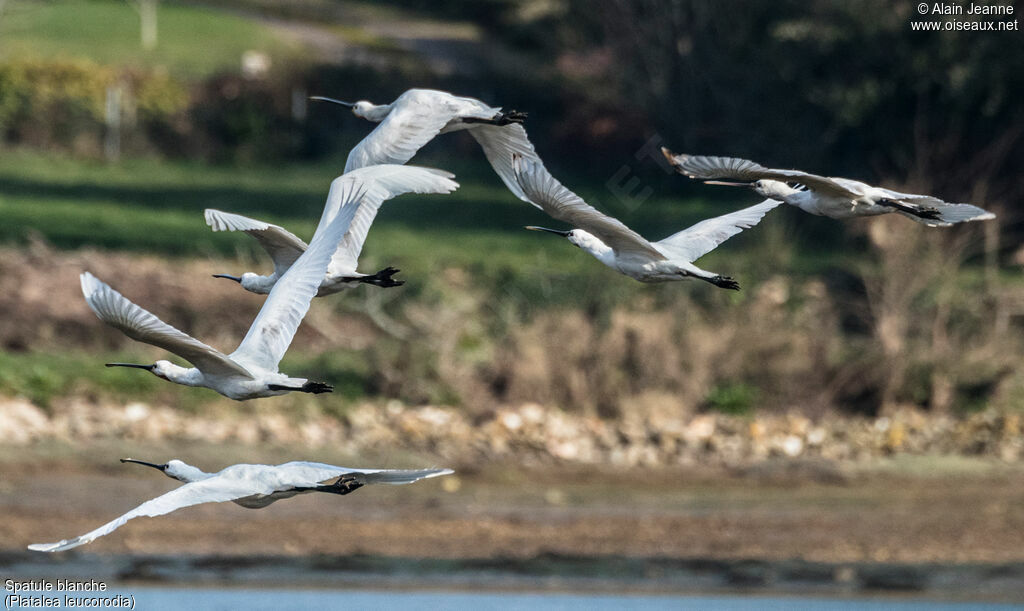 Eurasian Spoonbill, Flight