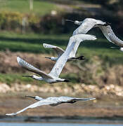 Eurasian Spoonbill