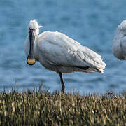 Eurasian Spoonbill