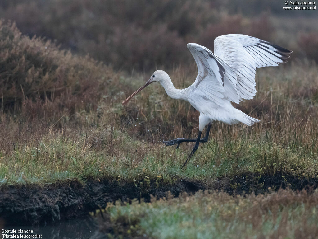 Eurasian Spoonbill, Flight