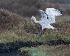 Eurasian Spoonbill