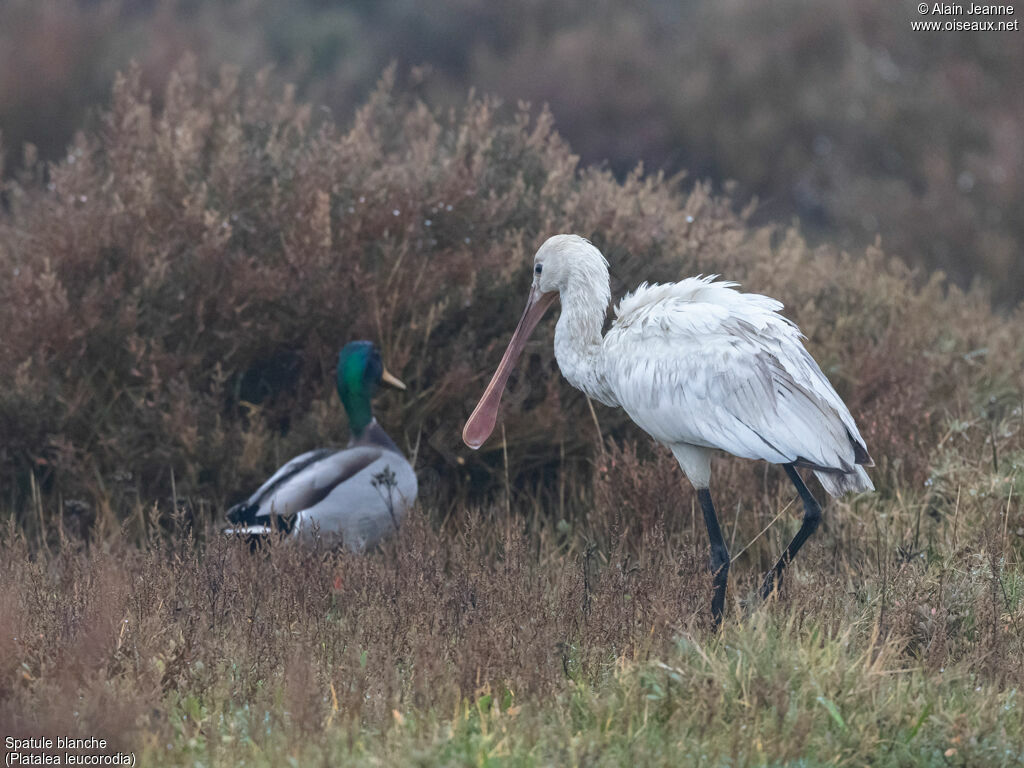 Eurasian Spoonbill, identification