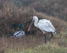 Eurasian Spoonbill