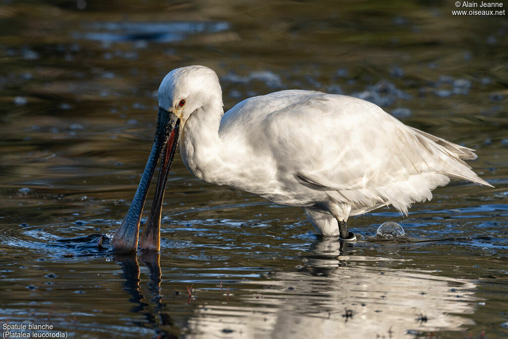 Eurasian Spoonbill, eats