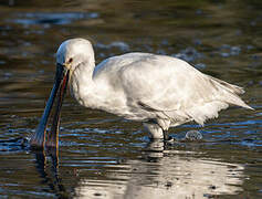 Eurasian Spoonbill