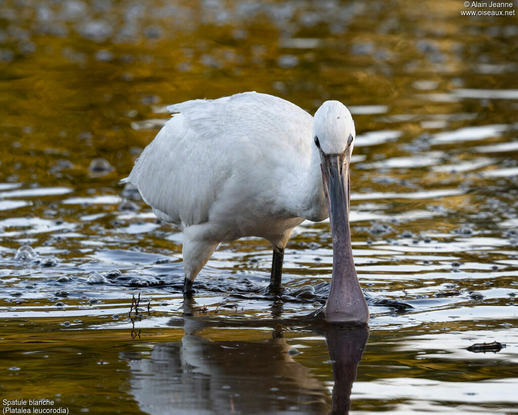 Eurasian Spoonbill, eats