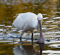 Eurasian Spoonbill