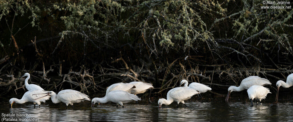 Eurasian Spoonbill, eats