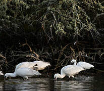 Eurasian Spoonbill