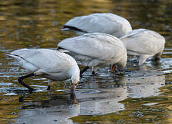 Eurasian Spoonbill