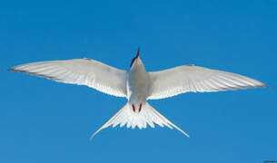 Arctic Tern