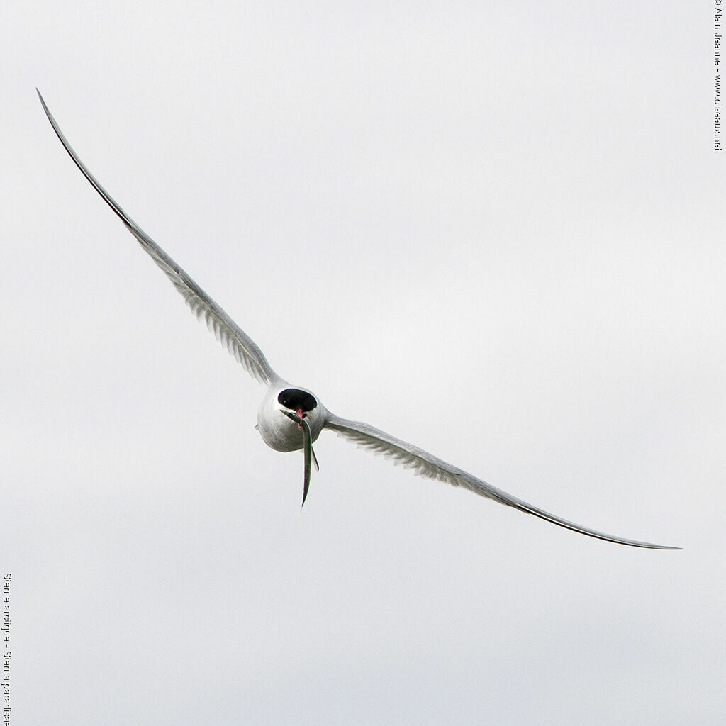 Arctic Tern