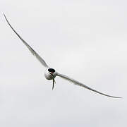 Arctic Tern