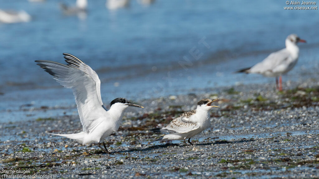 Sandwich Tern