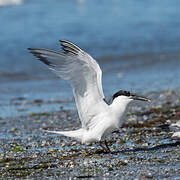 Sandwich Tern