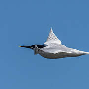 Sandwich Tern