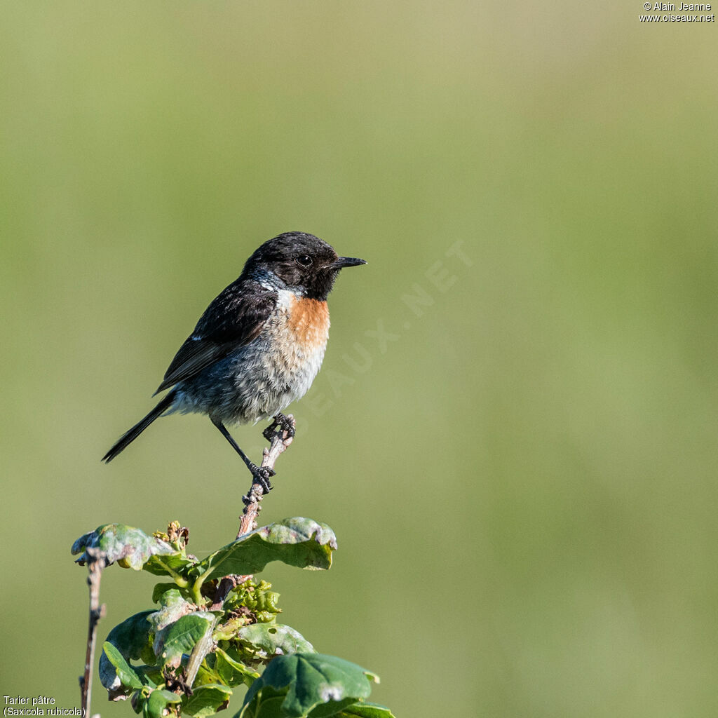 European Stonechat male, identification