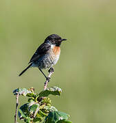 European Stonechat