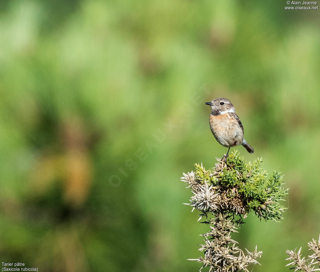 European Stonechat female, identification