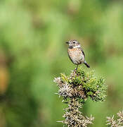 European Stonechat