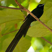 Seychelles Paradise Flycatcher
